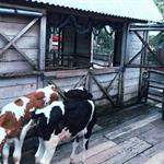 Lactasari Mini Dairy Farm