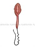 Sperma Oligoteratozoospermia